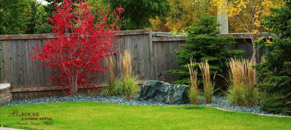 Amur Maple | B. Rocke Landscaping | Winnipeg, Manitoba