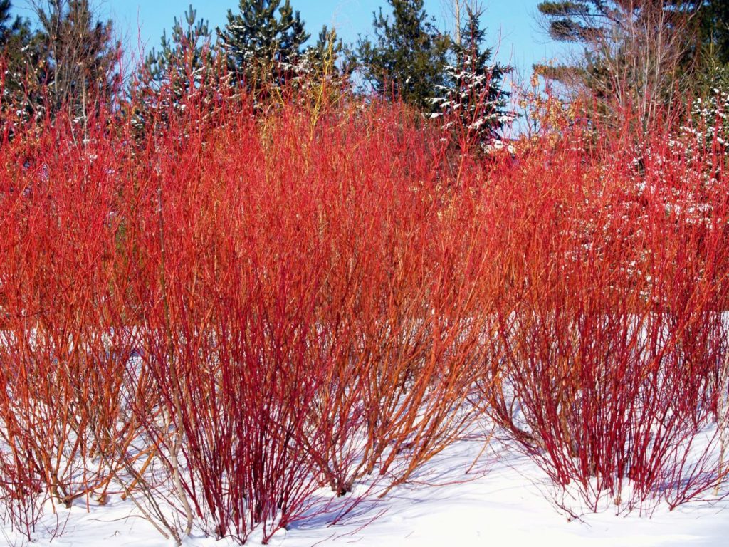 Red Osier Dogwood