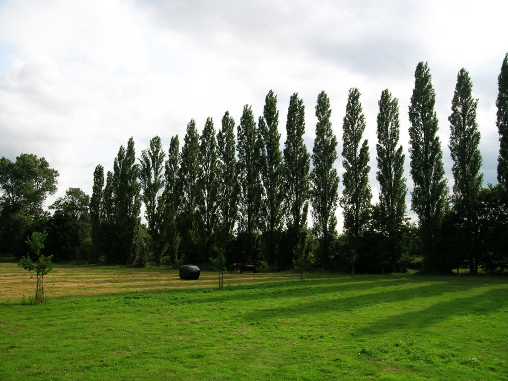 Lombardi Poplar Tree | B. Rocke Landscaping | Winnipeg, Manitoba