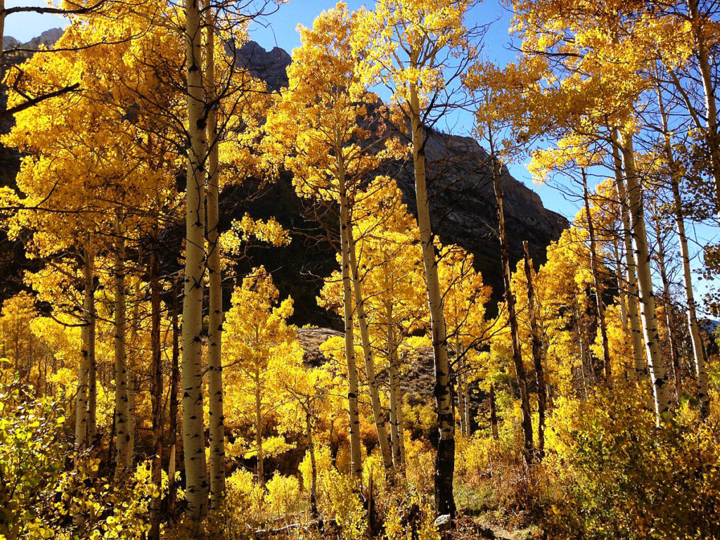 Quaking Aspen Tree | B. Rocke Landscaping | Winnipeg, Manitoba