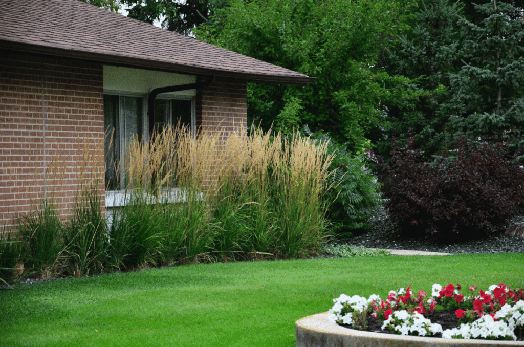 Karl Foerster | B. Rocke Landscaping | Winnipeg, Manitoba