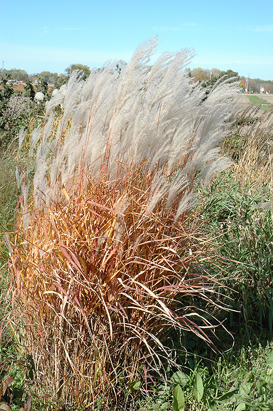 Miscanthus Flame Grass | B. Rocke Landscaping | Winnipeg, Manitoba