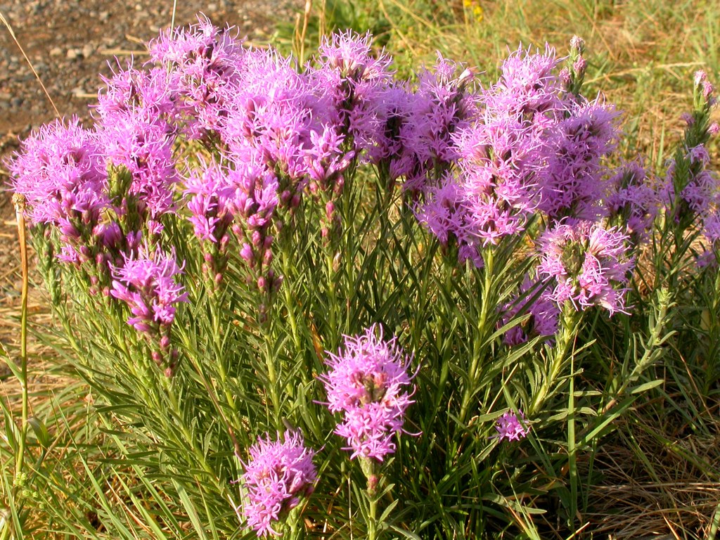 Meadow Blazingstar